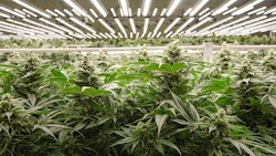 When Amplified Farms converted one of its flower rooms to LED lights, the Sacramento, California-based cultivator discovered benefits beyond energy savings.