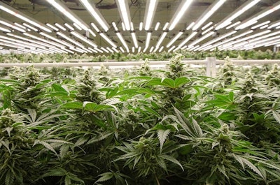 When Amplified Farms converted one of its flower rooms to LED lights, the Sacramento, California-based cultivator discovered benefits beyond energy savings.
