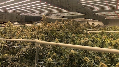 Ancient Roots’ cultivation facility in Wilmington, Ohio