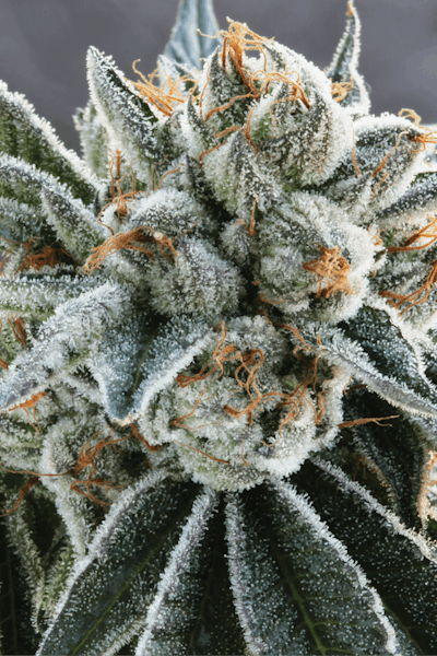 Bubba Skywalker Img 3110 Fmt