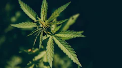 Cannabis Parilov