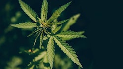 Cannabis Parilov