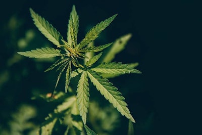 Cannabis Parilov