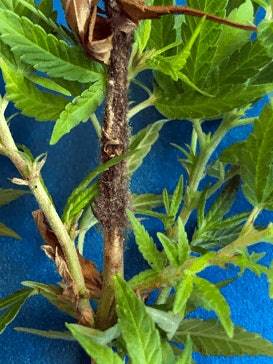 Cannabis Botrytis Blight Fmt