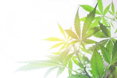 Cannabis Leaves Adobe Stock Credit Cendeced Resized