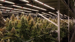 Galenas1 Patrick Williams