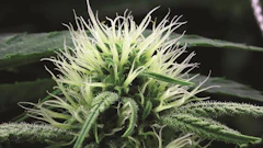 Heliojack