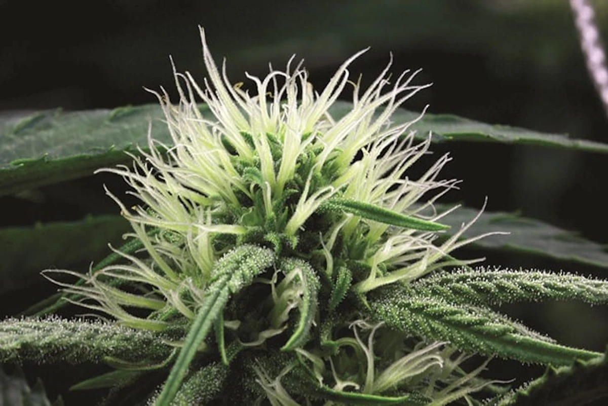 The Nomenclature of Female Flowers | Cannabis Business Times