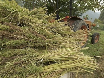 Hemp Ig Stokkete