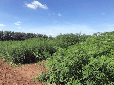 Hemp 2018 Fields Fmt