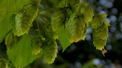 Hop