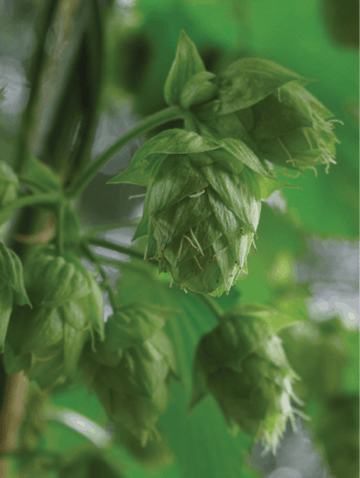 Hops Ripening 01 Fmt