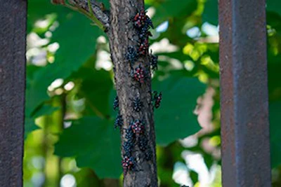 Lanternflyjuvresized