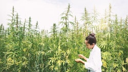 Scientistin Hemp Field Adobe Stock Credit Nik00kin Resized