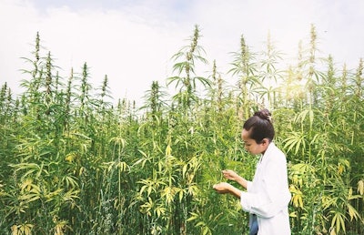 Scientistin Hemp Field Adobe Stock Credit Nik00kin Resized