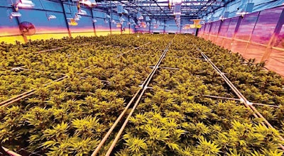 Solaris Farms Nevada Fmt
