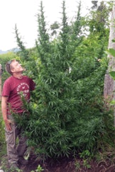 Tall Outdoor Plant Fmt
