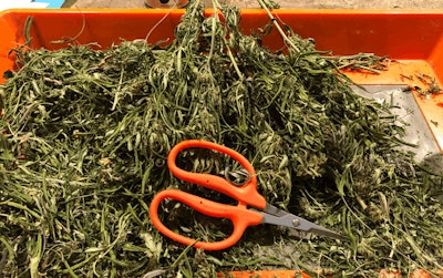 Trimming Scissors Fmt