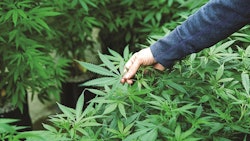 Acquiring Cannabis Greenhouse Facility