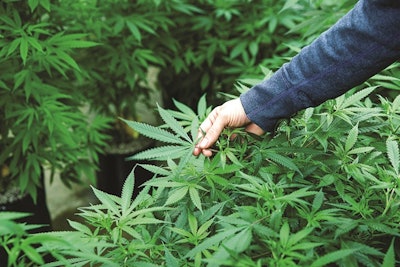 Acquiring Cannabis Greenhouse Facility