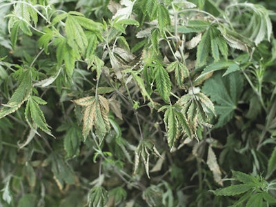 Adobe Stock 241814889 Fmt