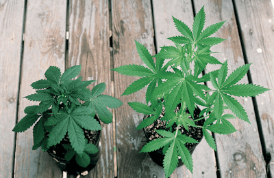 Afghan Left And Kush Right 1979 Fmt