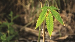 Cannabis Extinction