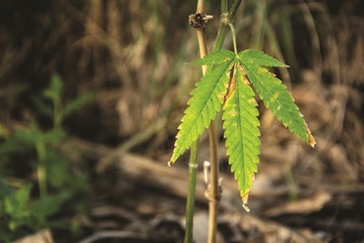 Cannabis Extinction