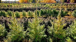 Puffin Farm's cannabis fields in the Yakima River region in Washington, just before harvest.