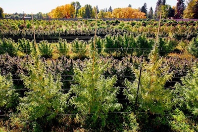 Puffin Farm's cannabis fields in the Yakima River region in Washington, just before harvest.