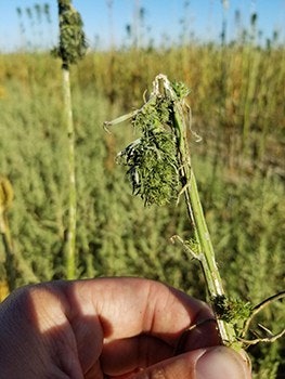 Cropdamage Sized