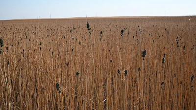 Fullfieldloss Resized