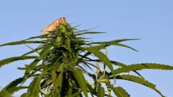 A grasshopper grazes on a hemp bud.