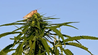 A grasshopper grazes on a hemp bud.