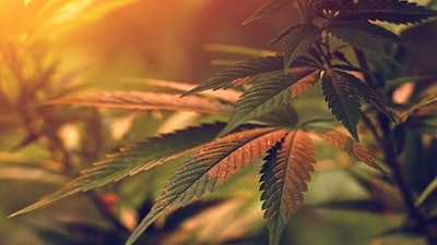 Hemp Sunlight