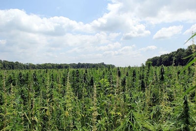 Hemp