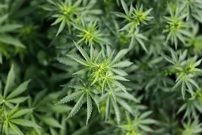 Hemp2