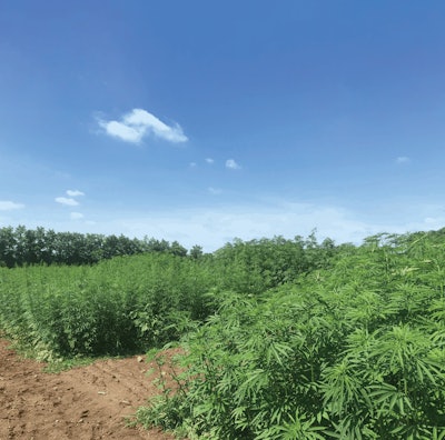 Hemp 2018 Fields Fmt