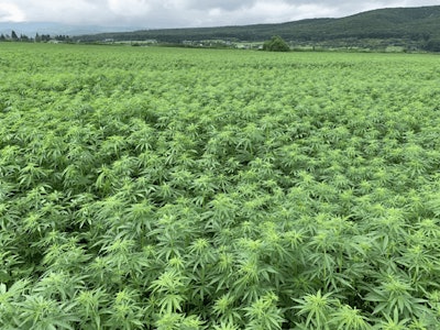 Hemp Flax Field Romania Fmt