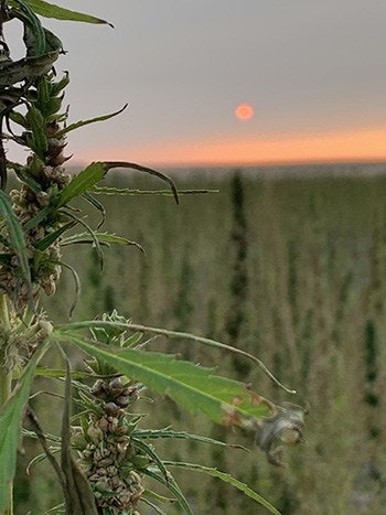 ron rabou farms