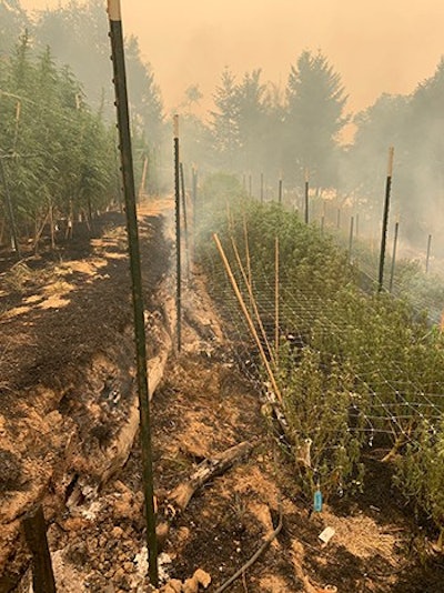 california wildfire cannabis