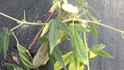 fancy plants hemp instagram