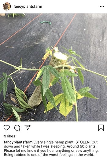 fancy plants hemp instagram