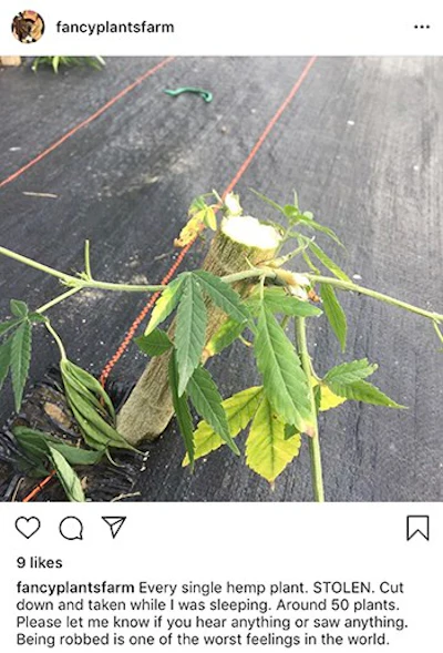 fancy plants hemp instagram
