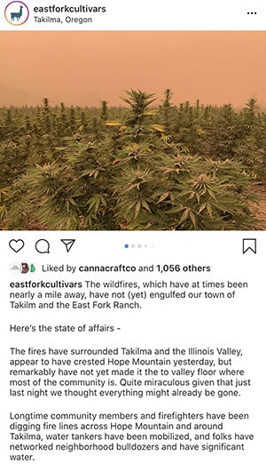 east fork cultivars