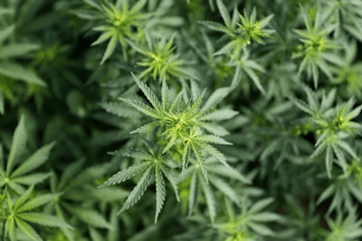 I Stock 1163896698 Hemp Field Leaves Cannabis Fmt