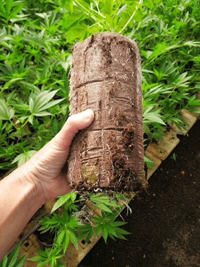 Large 1 Gallon Elle Pot Fmt