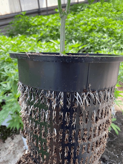 Root Closeup In Hemp Pot Fmt
