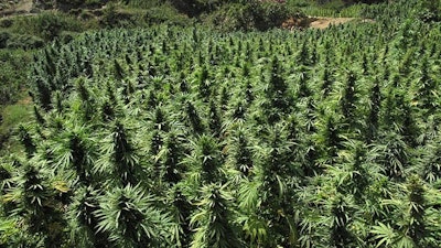 Seeded Crops Cannabis