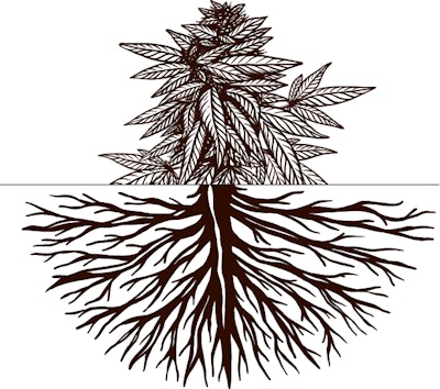 Strong Roots Fmt